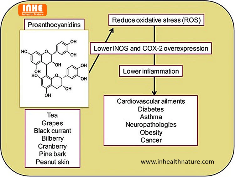 Oligomeric Proanthocyanidins Function on Human Body and its Chemical Structure