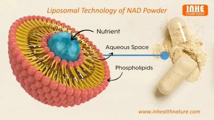 Liposomal Technology of NAD Powder