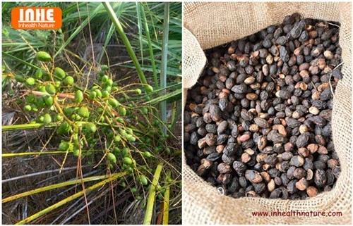 Raw Material Serenoa Repens